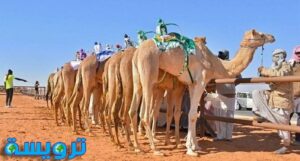 سباق الهجن السعودي