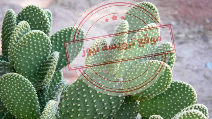 تفسير رؤية نبات الصبار في المنام