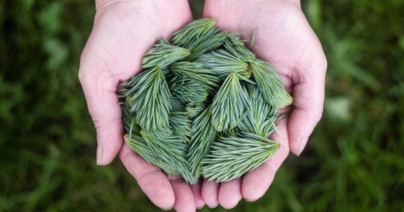 منصة “إحسان”: ثورة في العمل الخيري الرقمي بالمملكة العربية السعودية