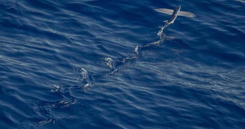 معركة مصيرية في الدوري الإنجليزي: بيرنلي تواجه بورنموث في صراع البقاء